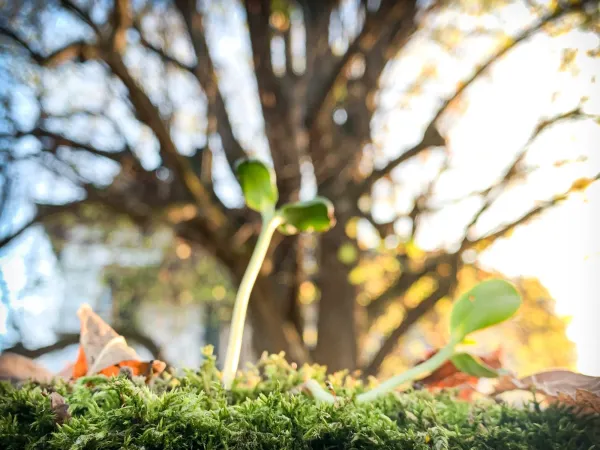 Apprendre à comprendre des arbres