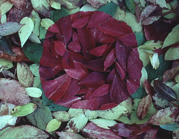 Andy Goldsworthy : Soigner sa relation à la Terre