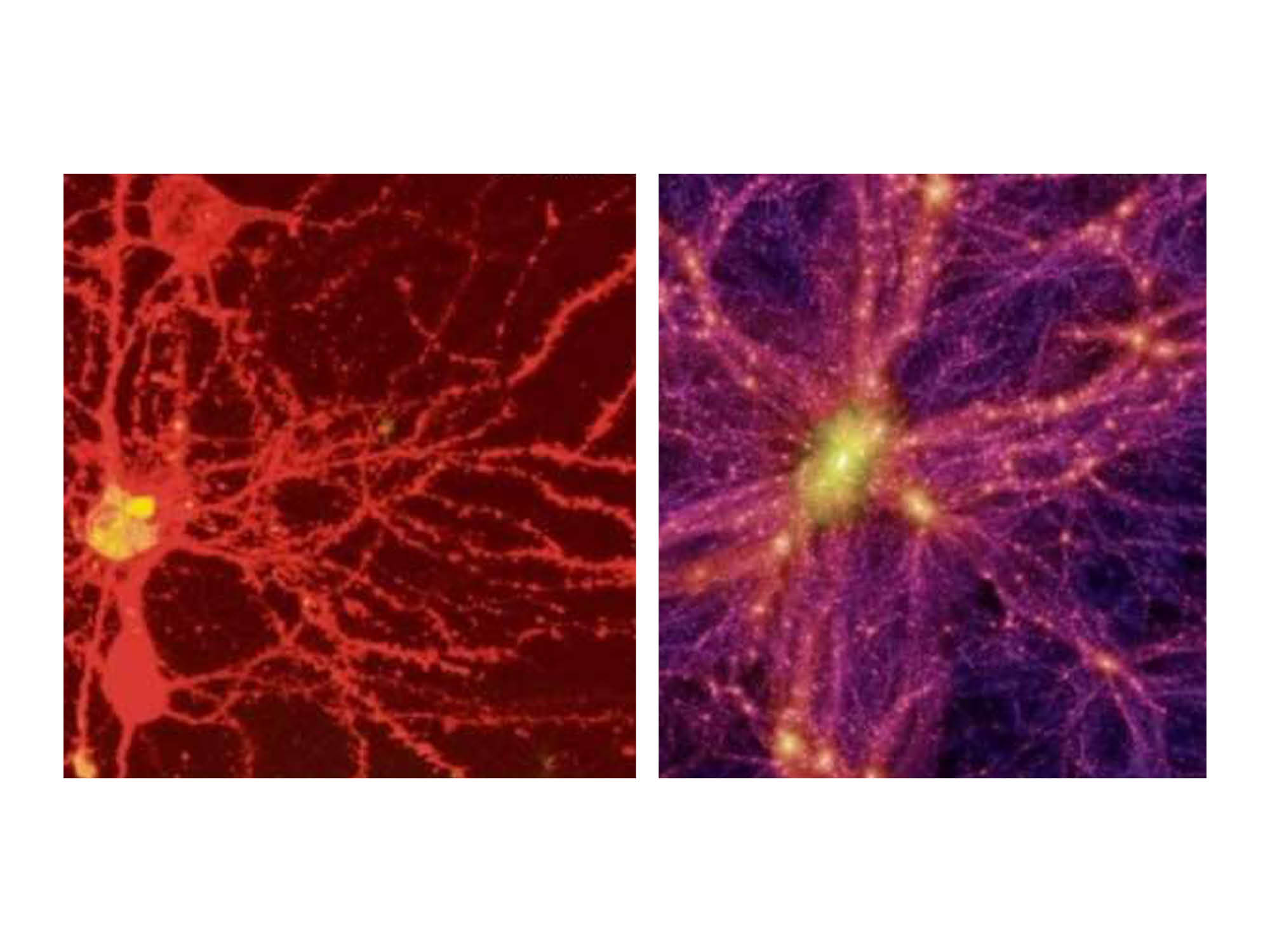 L’univers dans notre tête : une symétrie fascinante révélée par la science