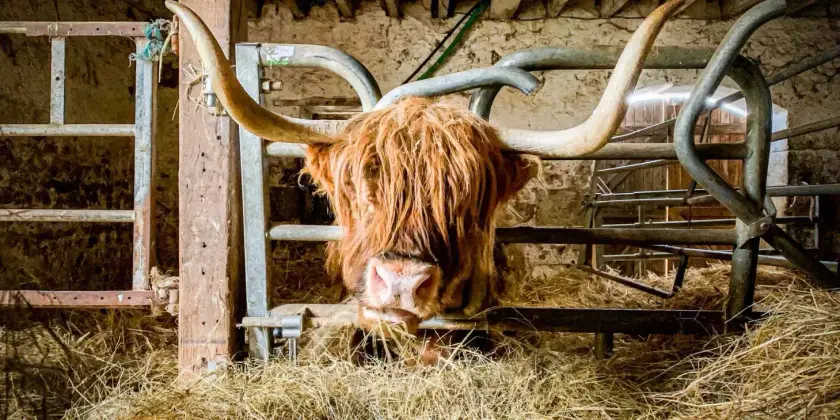 Un vache écossaise avec de longues cornes, regardant à travers une barrière en métal dans une étable.