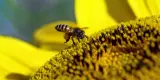 Une abeille butinant le cœur d'un tournesol en pleine floraison.