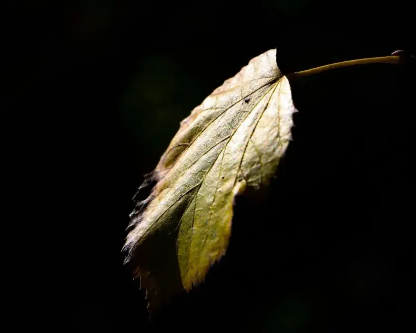 Feuille verte éclairée par un faible éclairage sur fond sombre.