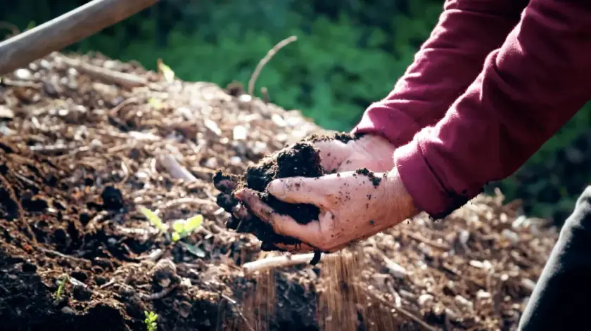 Des mains tenant de la terre humide au-dessus d'un tas de compost.