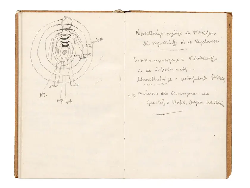 Dessin schématique d'un corps humain avec des cercles concentriques et des annotations en allemand.