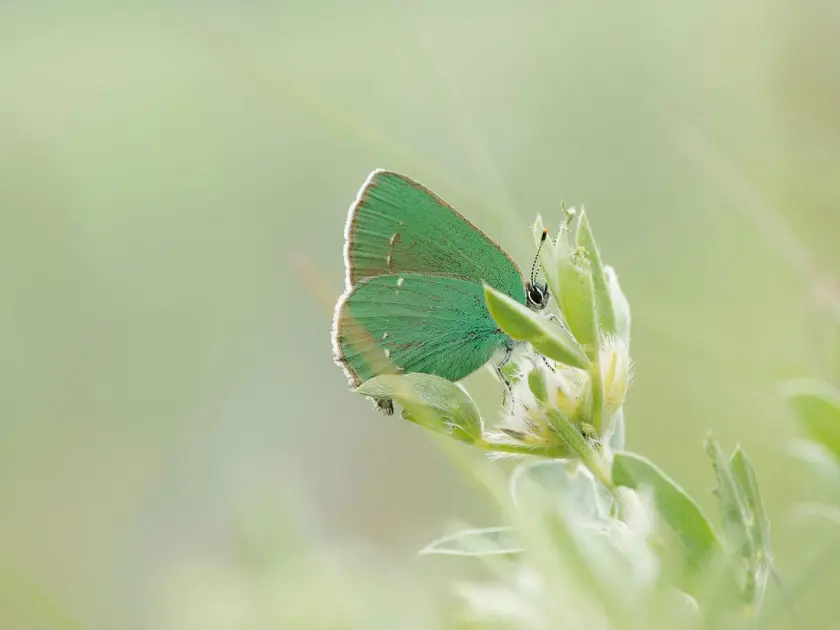 Un papillon vert posé sur une plante, avec un fond flou et lumineux.