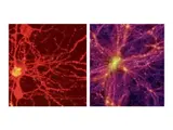 Deux images de neurones montrant des structures cellulaires en rouge et violet, avec des ramifications complexes.