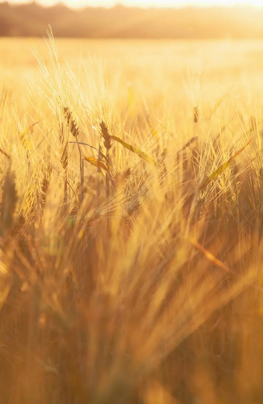 Champ de blé doré illuminé par la lumière du soleil couchant.