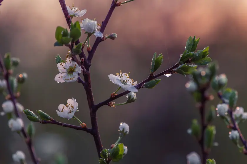 Branche de fleurs blanches avec des gouttes de rosée, en arrière-plan flou.