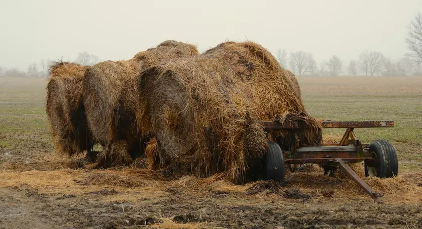 Balles de foin empilées sur un chariot dans un champ boueux par temps brumeux.