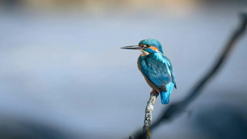 Un martin-pêcheur coloré perché sur une branche, avec un arrière-plan flou.