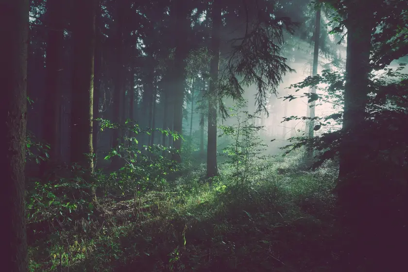 Forêt dense avec des arbres, lumière douce filtrant à travers la brume.