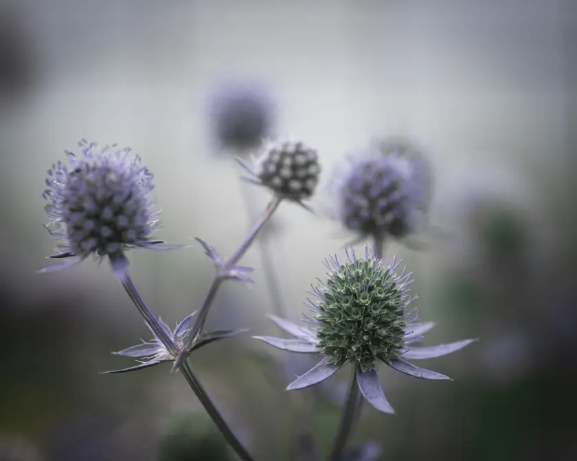 Fleurs de couleur violette avec des tiges fines, floues en arrière-plan.