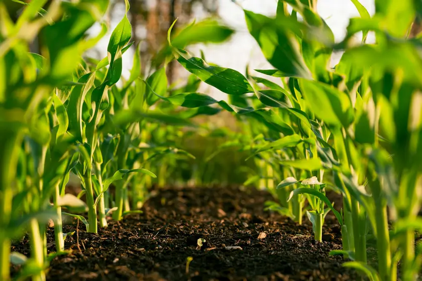 Rangées de jeunes plants de maïs verdoyants sur un sol fertile.